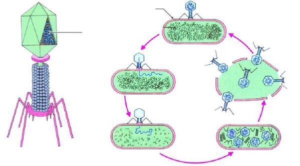 bacteriófagos contra a cistite